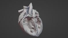 Cross Section Human Heart 3D Printer Model