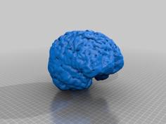 Brains 3D Printer Model