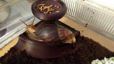 Snail Pool With Refill-tank/feeder. 3D Printer Model