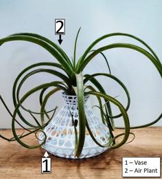 Air Plant Holder / Vase 3D Printer Model