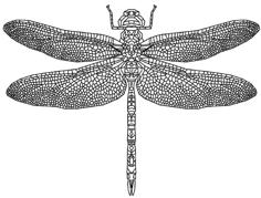 Dragonfly 3D Printer Model