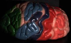 Scan From Model Of Human Brain 3D Printer Model