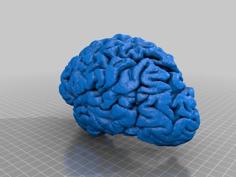 Brain Mri 3D Printer Model