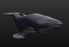 Humpback Whale 3D Printer Model