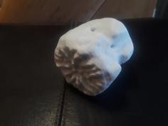 Fossil Of Cetacean Juvenile Caudal Vertebrae 3D Printer Model