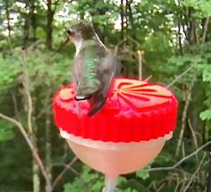 Hummingbird Feeder For Birdfy Pro 3D Printer Model