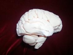 Medical Student Anatomy 1:1 Right Cerebrum 3D Printer Model