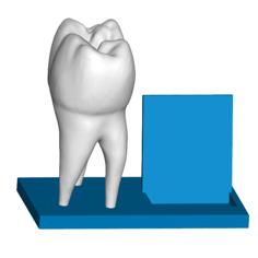 Tooth Business Card Holder 3D Printer Model