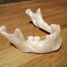 3D Scanned Human Mandible / Jaw Bone 3D Printer Model