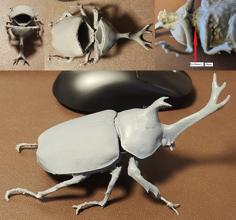 Beetle Case 3D Printer Model