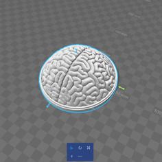 Round Brain – 100mm Version 3D Printer Model