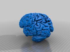 MRI Brain Model 3D Printer Model