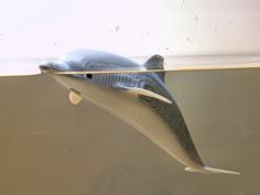 Dolphin For Bathtub Or Pool 3D Printer Model