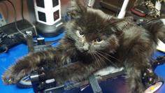 Kitten Mobility Device (wheel Chair) / Declan’s Buggy 3D Printer Model