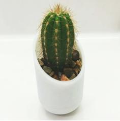 Cacti Pot 3D Printer Model