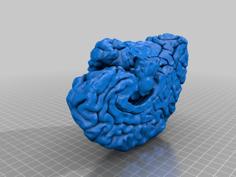 Neuroanatomy / Brain / Cortex 3D Printer Model