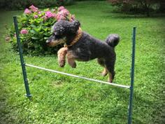 Quick Made Obstacles For Dog Agility 3D Printer Model