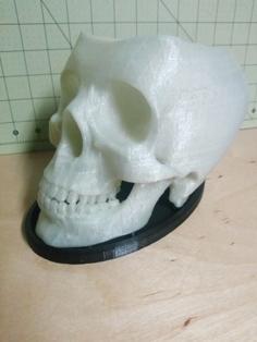 Skull Planter – With Drainage And Tray 3D Printer Model