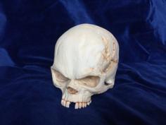 Fantasy Skull With Secret Compartment 3D Printer Model