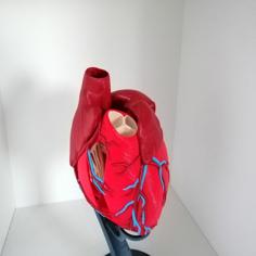 Anatomic Heart (multi Material) 3D Printer Model