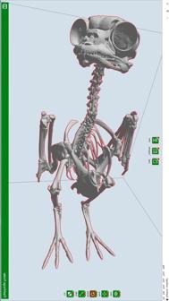 Porg Skeleton 3D Printer Model