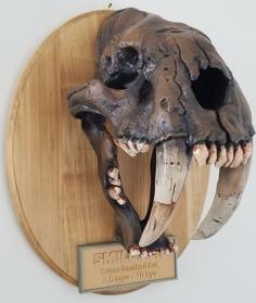 Smilodon Skull Fossil – With Augmented Reality App 3D Printer Model