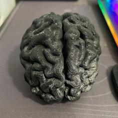 Human Brain – Converted MRI Scan Of Real Human Brain 3D Printer Model