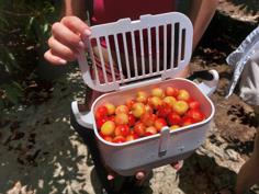 Gatherer’s Basket 3D Printer Model