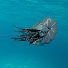 Steampunk Nautilus 3D Printer Model