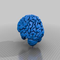 Human Brain Model Form Good MRI 3D Printer Model