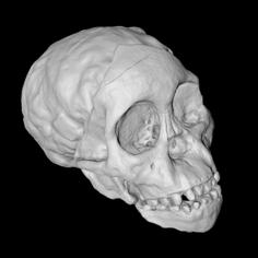 Taung Child Skull 3D Printer Model