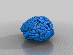 Real Human Brain 3D Printer Model