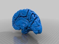 Human Cerebral Cortex 3D Printer Model