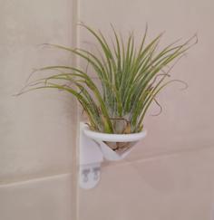 Air Plant Wall Mount 3D Printer Model