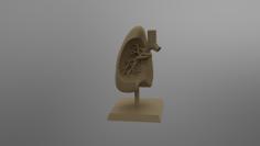 Lung Model 3D Printer Model