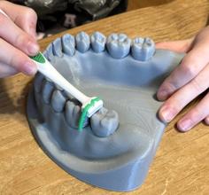 Dental Mandible / Maxilla Model For Brushing And Flossing Education 3D Printer Model