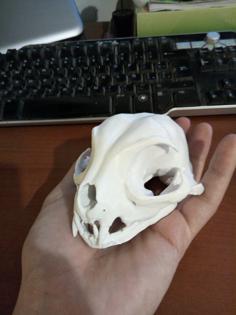 Feline Skull 3D Printer Model