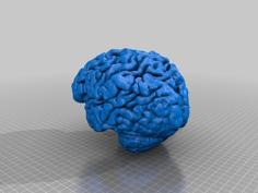 Human Brain From MRI Scan 3D Printer Model