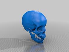 Human Skull, Anatomically Correct And Printer Friendly **updated With Jaw** 3D Printer Model