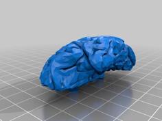 Brain Trophy 3D Printer Model