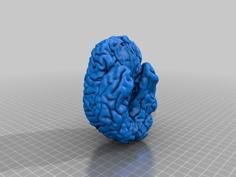 Human Brain 3D Printer Model