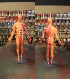 Anatomy Reference 3D Printer Model