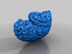 Neuroanatomy / Brain / Cortex 3D Printer Model