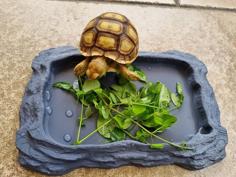 Reptile Tortoise Dish 3D Printer Model