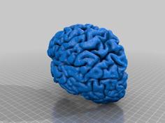 Human Brain 3D Printer Model