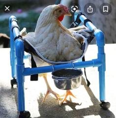 Bird Wheel Chair 3D Printer Model