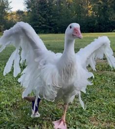 Goose Peg-Leg Prosthetic 3D Printer Model