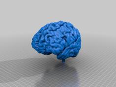 Brain Anatomy Model With Cerebellum 3D Printer Model