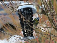 Titmouse Feeder – A Suet Cake Container For Feeding Birds 3D Printer Model