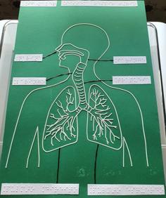 Tactile Image: Respiratory System 3D Printer Model